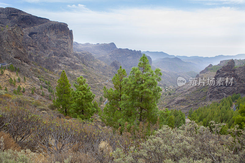 Barranco de la Ayacata -大金丝雀